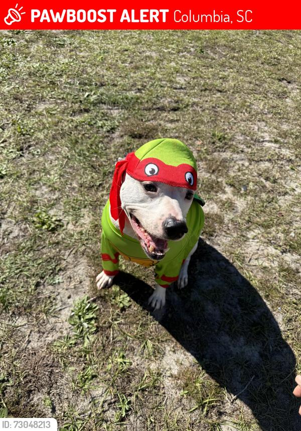 Lost Male Dog last seen Sloan Rd/Brickyard, Columbia, SC 29223