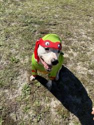Lost Male Dog last seen Sloan Rd/Brickyard, Columbia, SC 29223