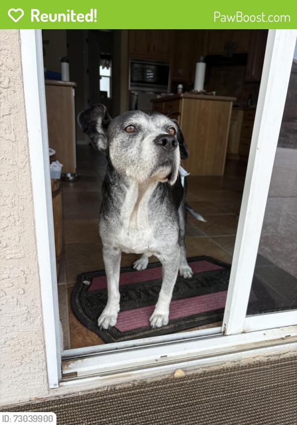 Reunited Male Dog last seen Millbury ave and Homeward street, West Puente Valley, CA 91746