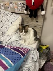 Reunited Female Cat last seen Near 2nd Ave, Elizabeth, NJ 07202, USA, Elizabeth, NJ 07202