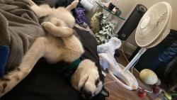 Lost Female Dog last seen Navarre park, Toledo, OH 43605