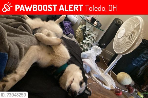 Lost Female Dog last seen Navarre park, Toledo, OH 43605