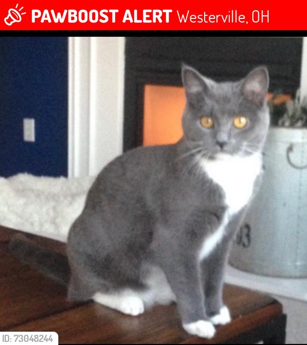Lost Female Cat last seen Woods at Polaris apmts - Polaris Parkway and Main Street, Westerville, OH 43082