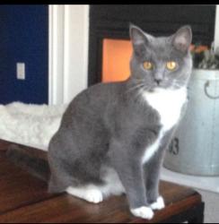 Lost Female Cat last seen Woods at Polaris apmts - Polaris Parkway and Main Street, Westerville, OH 43082