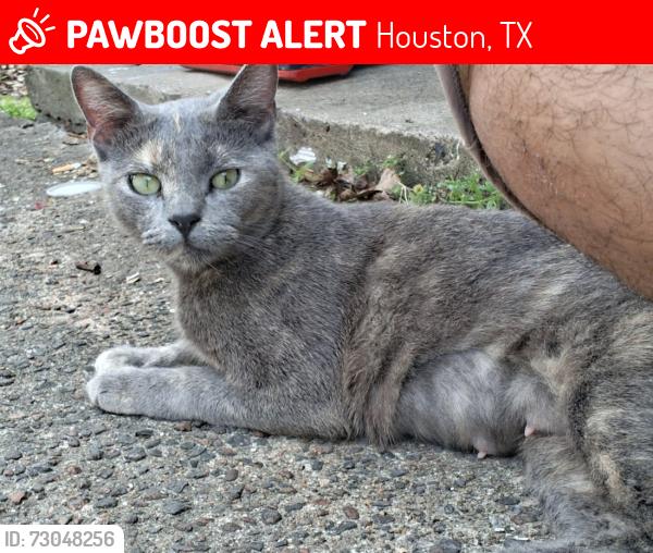 Lost Female Cat last seen Crosstimbers & Tampico St, Houston, TX 77016