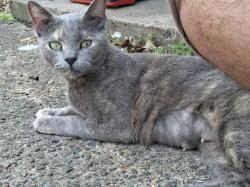 Lost Female Cat last seen Crosstimbers & Tampico St, Houston, TX 77016