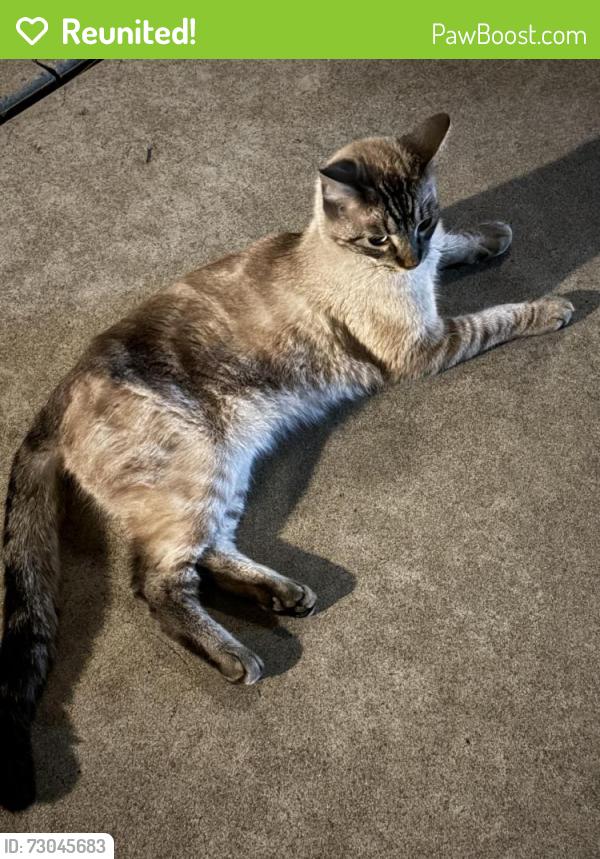 Reunited Unknown Cat last seen Salisbury , Modesto, CA 95350