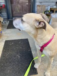 Reunited Female Dog last seen Roswell Street and Fairground, Marietta, GA 30060