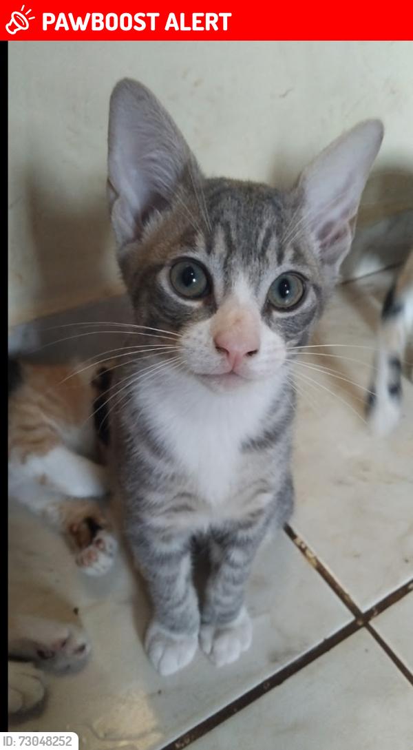 Lost Male Cat last seen Parque das Grevileas parte 2, rua Yoshinori Kubota, Parque das Grevileas, PR 87025