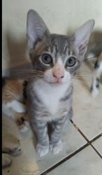 Lost Male Cat last seen Parque das Grevileas parte 2, rua Yoshinori Kubota, Parque das Grevileas, PR 87025