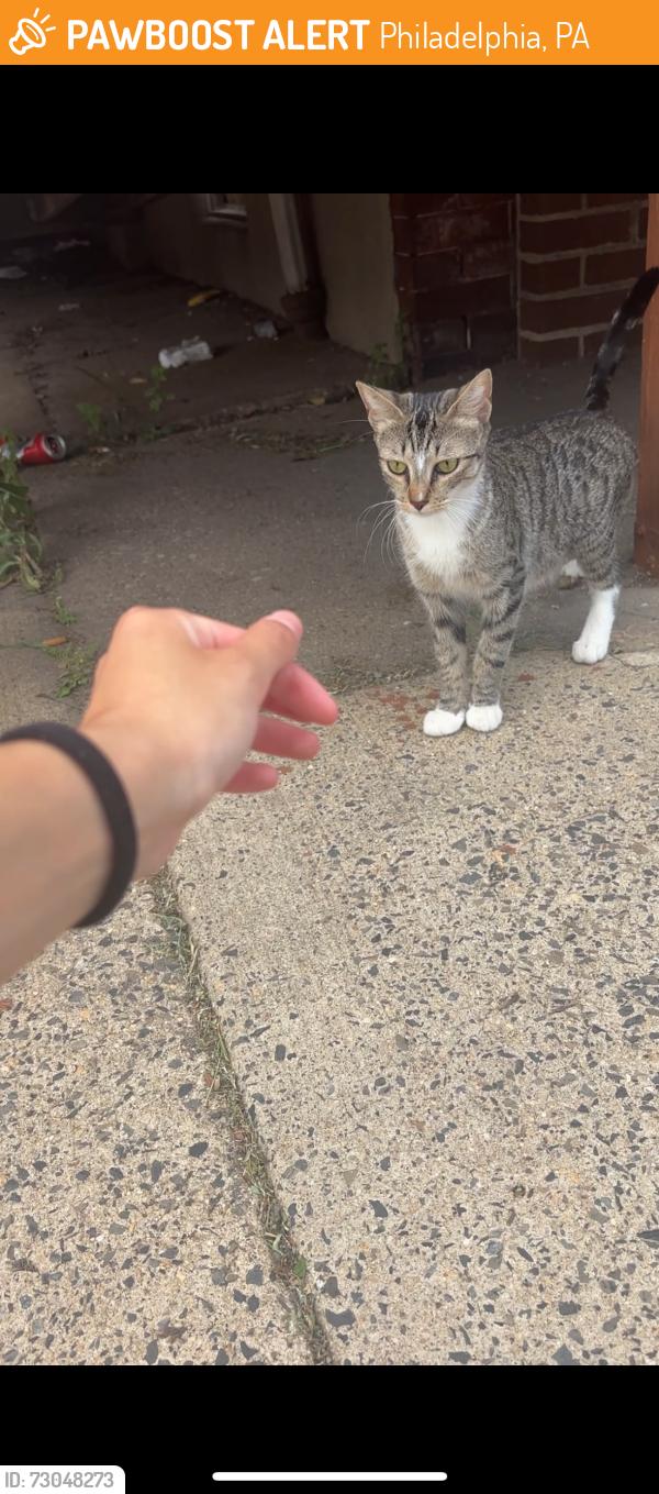 Found/Stray Unknown Cat last seen Near bus stop on orthodox and mel rose , Philadelphia, PA 19124