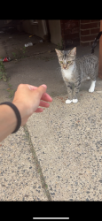 Found/Stray Unknown Cat last seen Near bus stop on orthodox and mel rose , Philadelphia, PA 19124