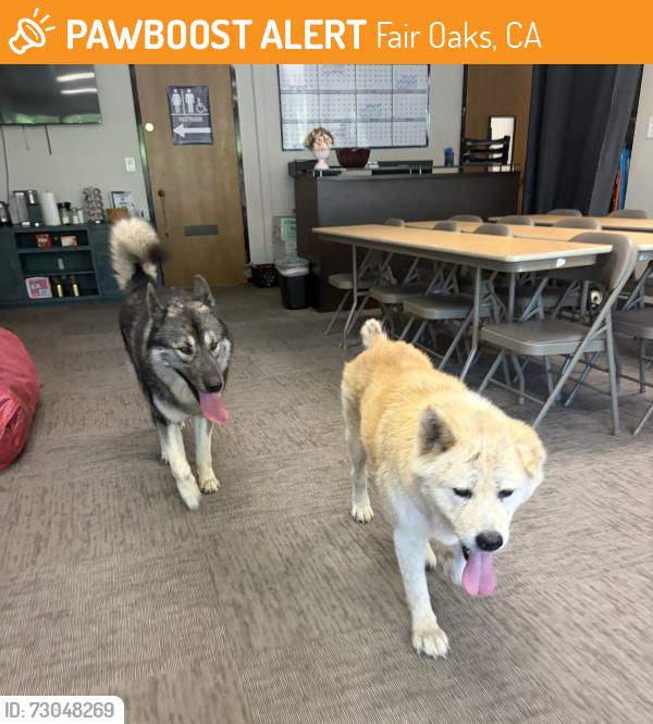 Found/Stray Unknown Dog last seen Madison, Fair Oaks, CA 95628