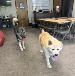 Found/Stray Unknown Dog last seen Madison, Fair Oaks, CA 95628
