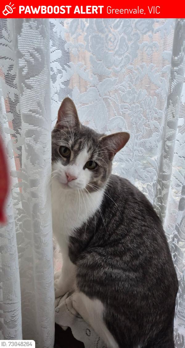 Lost Male Cat last seen Palmaston drive greenvale, Greenvale, VIC 3059