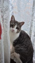 Lost Male Cat last seen Palmaston drive greenvale, Greenvale, VIC 3059