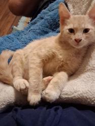 Lost Male Cat last seen Near new chapel hill sign, Tyler, TX 75707