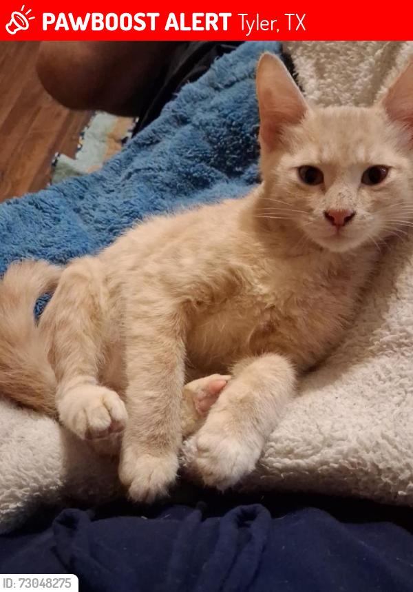 Lost Male Cat last seen Near new chapel hill sign, Tyler, TX 75707