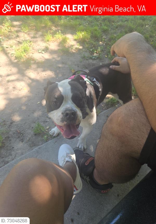 Lost Female Dog last seen Providence Road, Virginia Beach, VA 23464