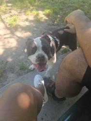 Lost Female Dog last seen Providence Road, Virginia Beach, VA 23464