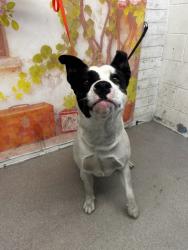 Shelter Stray Male Dog last seen VALLEY AND RIVERSIDE AVE, 333 Chandler Pl, San Bernardino, CA 92408, USA