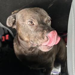 Reunited Unknown Dog last seen Port Saint Lucie, Port St. Lucie, FL 34986