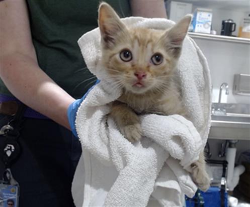 Shelter Stray Male Cat last seen Near BLOCK ALABAMA, 1419 Bryant St, San Francisco, CA 94103, USA