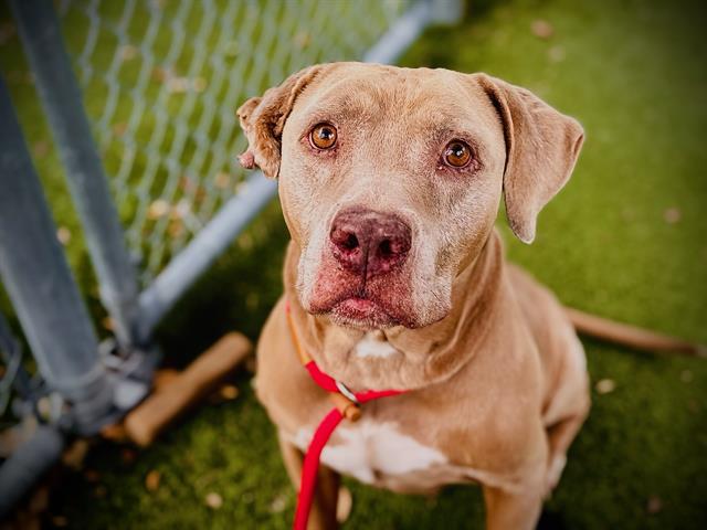 Shelter Stray Male Dog last seen , 2769 Conroy Rd, Orlando, FL 32839, USA