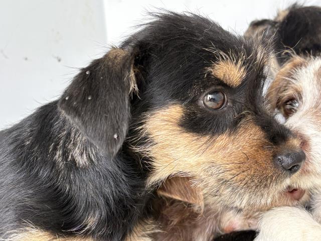Shelter Stray Female Dog last seen Near BLOCK WITHERS RD, PERRIS, CA, 6851 Van Buren Boulevard, Jurupa Valley, CA 92509, USA