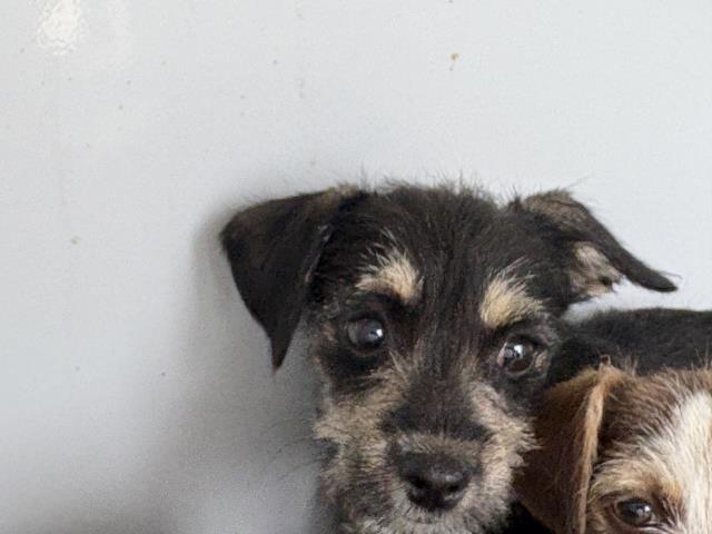 Shelter Stray Female Dog last seen Near BLOCK WITHERS RD, PERRIS, CA, 6851 Van Buren Boulevard, Jurupa Valley, CA 92509, USA