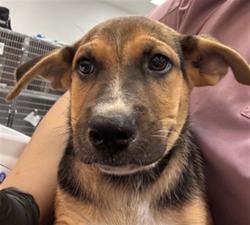 Shelter Stray Male Dog last seen AVENUE 70/ COSTA MESA, Thousand Palms, CA, USA