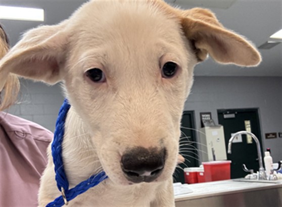 Shelter Stray Male Dog last seen AVENUE 70/ COSTA MESA, Thousand Palms, CA, USA