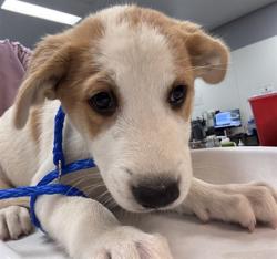 Shelter Stray Male Dog last seen AVENUE 70/ COSTA MESA, Thousand Palms, CA, USA