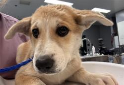 Shelter Stray Female Dog last seen AVENUE 70/ COSTA MESA, Thousand Palms, CA, USA
