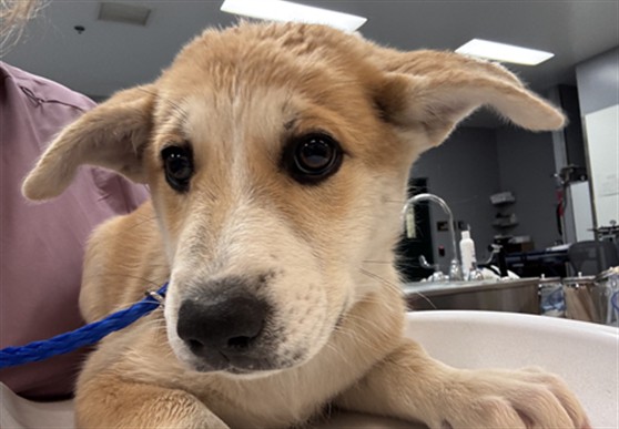 Shelter Stray Female Dog last seen AVENUE 70/ COSTA MESA, Thousand Palms, CA, USA