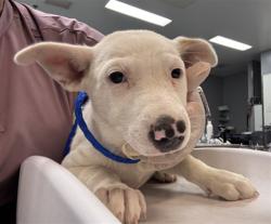Shelter Stray Female Dog last seen AVENUE 70/ COSTA MESA, Thousand Palms, CA, USA