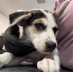 Shelter Stray Female Dog last seen AVENUE 70/ COSTA MESA, Thousand Palms, CA, USA