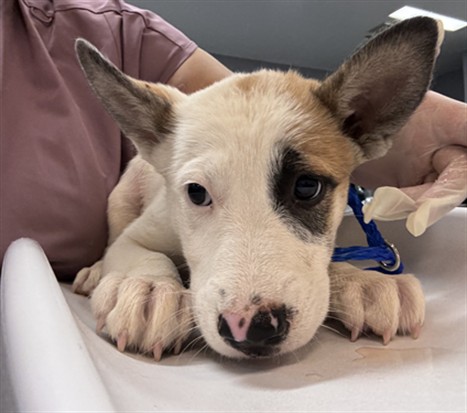 Shelter Stray Female Dog last seen AVENUE 70/ COSTA MESA, Thousand Palms, CA, USA