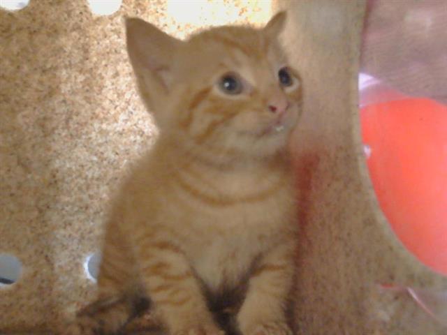 Shelter Stray Male Cat last seen CASMALIA WAY/LA SIERRA DR, 95864, 3839 Bradshaw Rd, Sacramento, CA 95827, USA