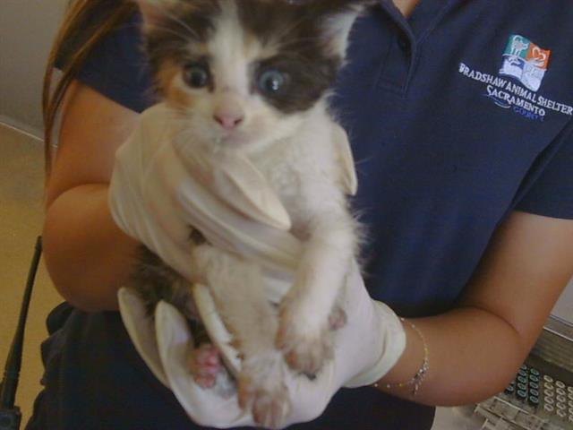 Shelter Stray Female Cat last seen CASMALIA WAY/LA SIERRA DR, 95864, 3839 Bradshaw Rd, Sacramento, CA 95827, USA
