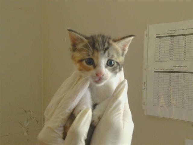 Shelter Stray Female Cat last seen CASMALIA WAY/LA SIERRA DR, 95864, 3839 Bradshaw Rd, Sacramento, CA 95827, USA