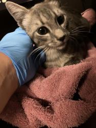 Shelter Stray Male Cat last seen Near BLK ADRIATIC AVE, LONG BEACH, CA 90810, 7700 E Spring St, Long Beach, CA 90815, USA