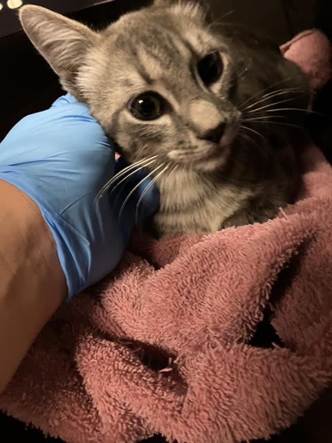 Shelter Stray Male Cat last seen Near BLK ADRIATIC AVE, LONG BEACH, CA 90810, 7700 E Spring St, Long Beach, CA 90815, USA