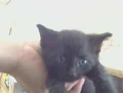 Shelter Stray Female Cat last seen CASMALIA WAY/LA SIERRA DR, 95864, 3839 Bradshaw Rd, Sacramento, CA 95827, USA