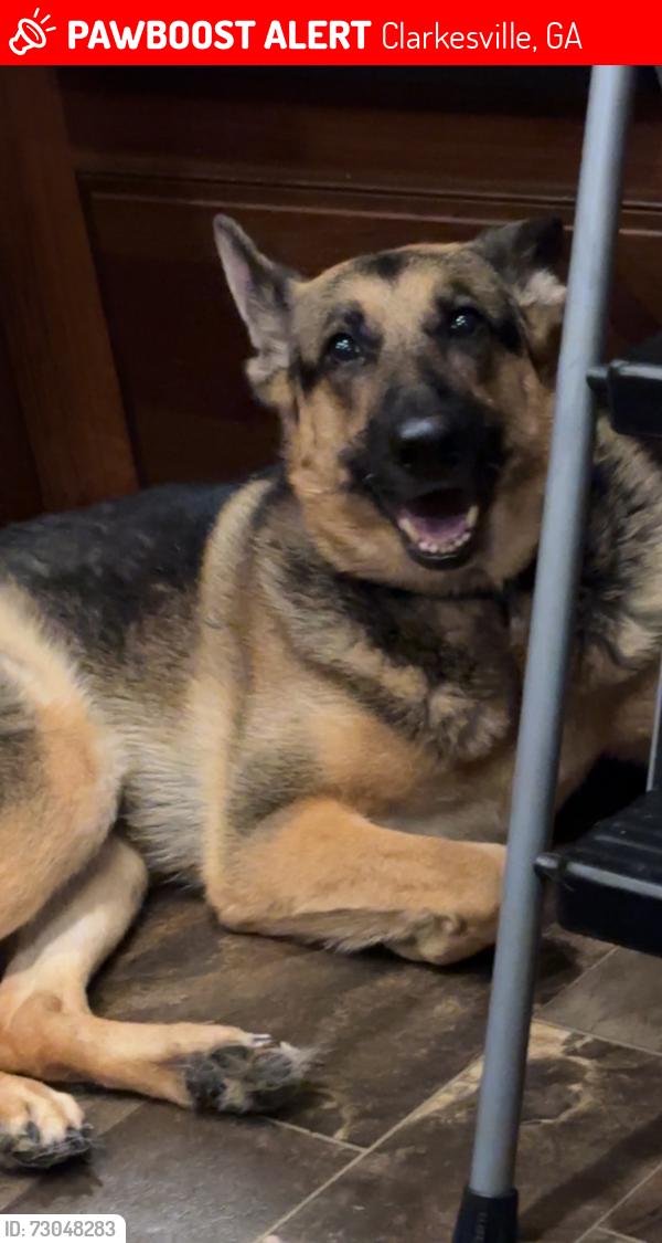 Lost Female Dog last seen Henry pitman rd, Clarkesville, GA 30523