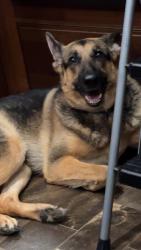 Lost Female Dog last seen Henry pitman rd, Clarkesville, GA 30523