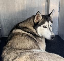 Shelter Stray Female Dog last seen Near BLOCK ROSELAWN, 4710 TX-151, San Antonio, TX 78227, USA