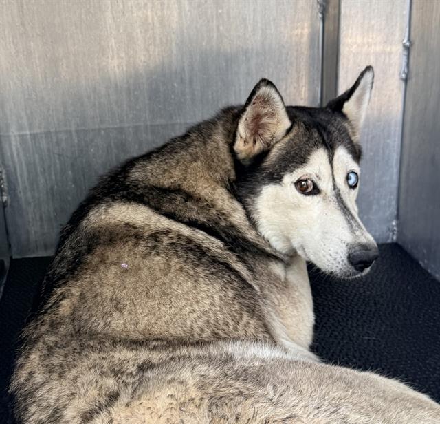 Shelter Stray Female Dog last seen Near BLOCK ROSELAWN, 4710 TX-151, San Antonio, TX 78227, USA