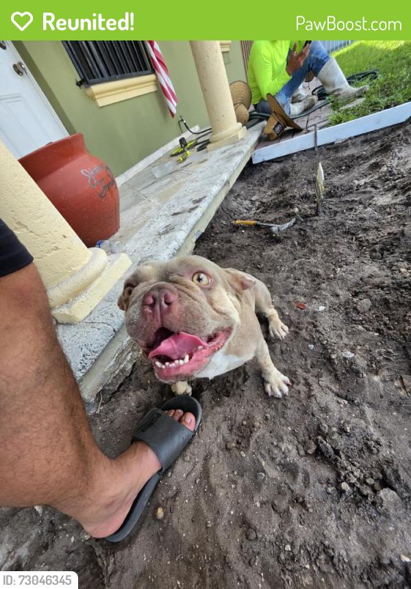 Reunited Female Dog last seen Near E 5th Ave, Hialeah, FL 33013, USA, Hialeah, FL 33013