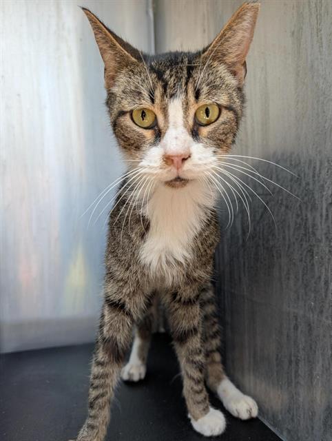 Shelter Stray Male Cat last seen Near BLOCK WHISPERING LAKE, 4710 TX-151, San Antonio, TX 78227, USA